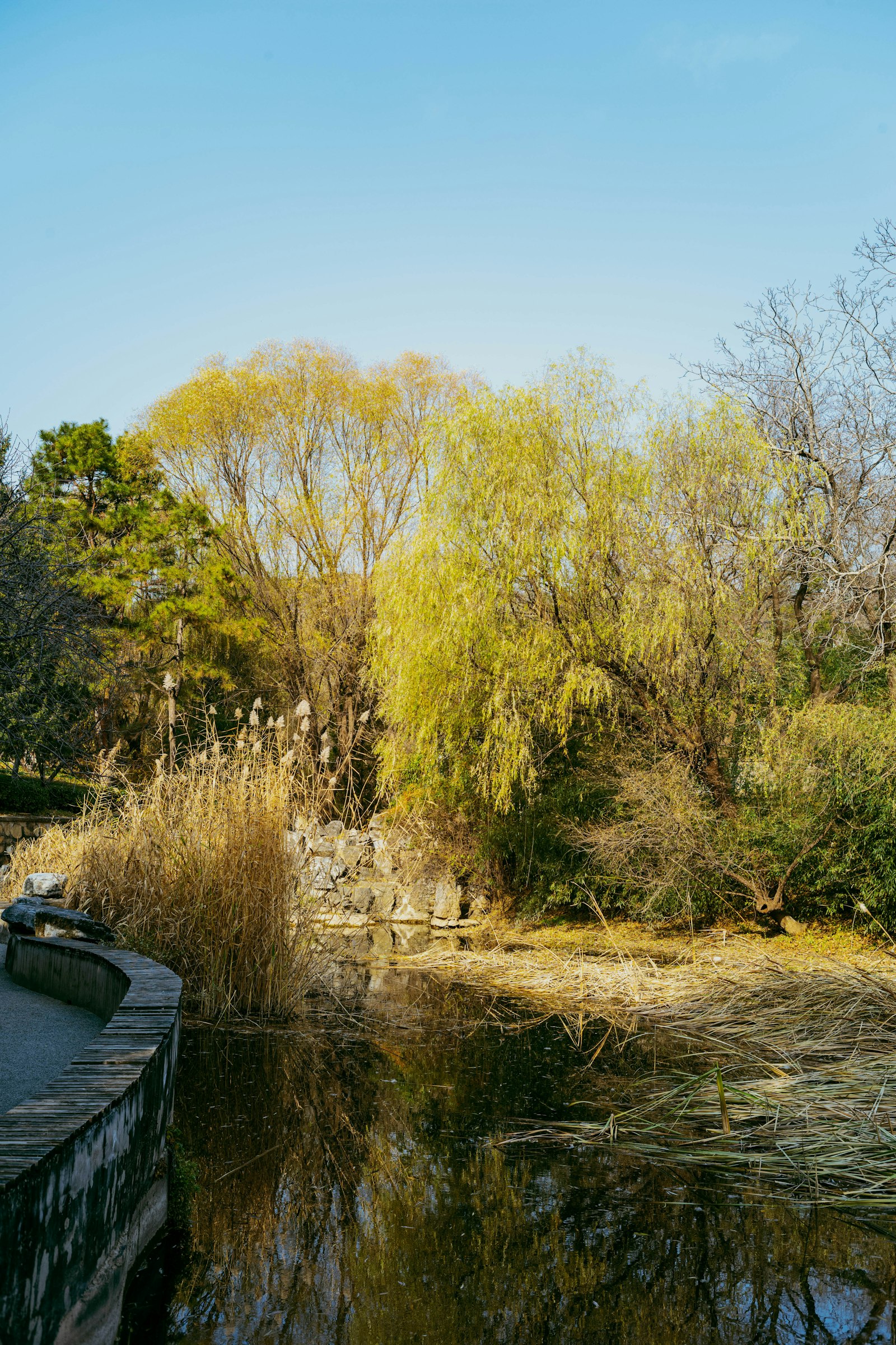 井の頭公園の柳と池